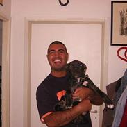 Amerikansk staffordshire terrier KENZO