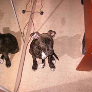 Amerikansk staffordshire terrier KENZO