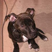 Amerikansk staffordshire terrier KENZO