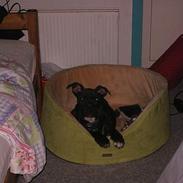 Amerikansk staffordshire terrier KENZO