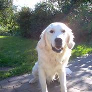 Golden retriever Basse