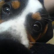 Dansk svensk gaardhund Nova