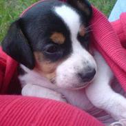 Dansk svensk gaardhund Nova