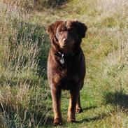 Blanding af racer Mille