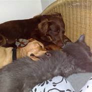 Blanding af racer Mille