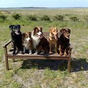 Blanding af racer Mille