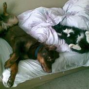 Blanding af racer Mille