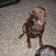 Labrador retriever buster og samson - forældres hund