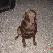 Labrador retriever buster og samson - forældres hund