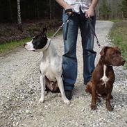 Amerikansk staffordshire terrier Pelle