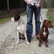 Amerikansk staffordshire terrier Pelle