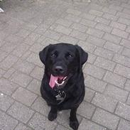 Blanding af racer Lucky