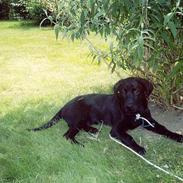 Labrador retriever Oskar