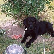 Labrador retriever Oskar