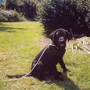 Labrador retriever Oskar