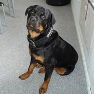 Rottweiler Aaros