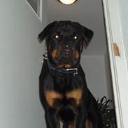 Rottweiler Aaros