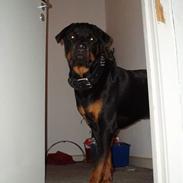 Rottweiler Aaros