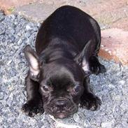 Fransk bulldog ozzi