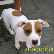 Amerikansk staffordshire terrier Emma