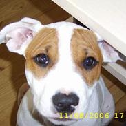 Amerikansk staffordshire terrier Emma