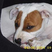Amerikansk staffordshire terrier Emma