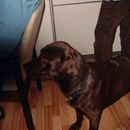 Labrador retriever Cornelius