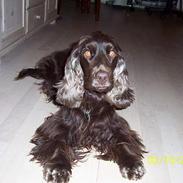 Cocker spaniel Tilde Thetis 