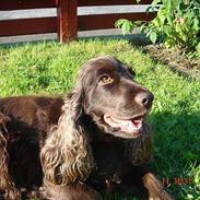 Cocker spaniel Tilde Thetis 