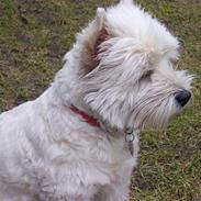 West highland white terrier hjortbak artamis of zeus 