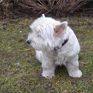 West highland white terrier hjortbak artamis of zeus 