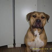 Amerikansk staffordshire terrier #Hector# in loving memory