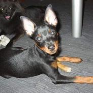 Dvaergpinscher Taz