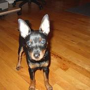 Dvaergpinscher Taz
