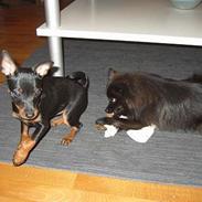 Dvaergpinscher Taz