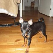 Dvaergpinscher Taz