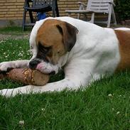 Amerikansk bulldog Bamse