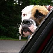 Amerikansk bulldog Bamse