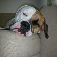 Amerikansk bulldog Bamse