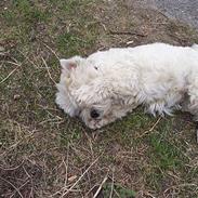 West highland white terrier hjortbak artamis of zeus 