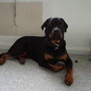 Rottweiler Aaros