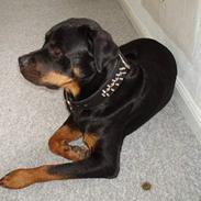 Rottweiler Aaros
