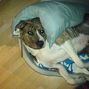 Amerikansk staffordshire terrier Tyson
