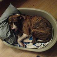 Amerikansk staffordshire terrier Tyson