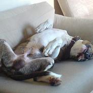 Amerikansk staffordshire terrier Tyson
