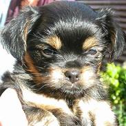 Blanding af racer ""Chihuahua"" Assi