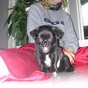 Blanding af racer Elmer