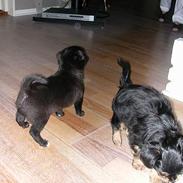 Blanding af racer Elmer