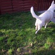 Hvid Schweizisk Hyrdehund Bonnie