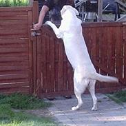 Hvid Schweizisk Hyrdehund Bonnie